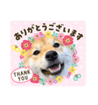 柴犬 こさめ1（個別スタンプ：4）