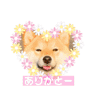 柴犬 こさめ1（個別スタンプ：5）