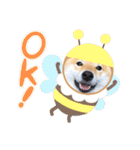 柴犬 こさめ1（個別スタンプ：7）