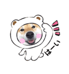 柴犬 こさめ1（個別スタンプ：8）