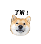 柴犬 こさめ1（個別スタンプ：9）