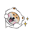 柴犬 こさめ1（個別スタンプ：10）