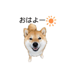柴犬 こさめ1（個別スタンプ：11）