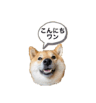 柴犬 こさめ1（個別スタンプ：12）