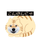 柴犬 こさめ1（個別スタンプ：13）