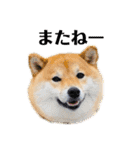 柴犬 こさめ1（個別スタンプ：16）