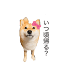 柴犬 こさめ1（個別スタンプ：18）