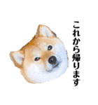 柴犬 こさめ1（個別スタンプ：19）