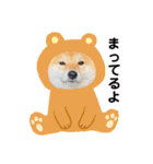 柴犬 こさめ1（個別スタンプ：20）