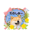 柴犬 こさめ1（個別スタンプ：21）