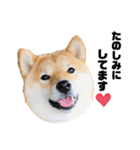 柴犬 こさめ1（個別スタンプ：22）