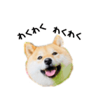 柴犬 こさめ1（個別スタンプ：23）