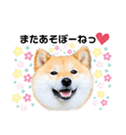 柴犬 こさめ1（個別スタンプ：25）