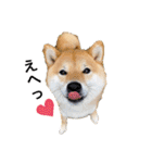 柴犬 こさめ1（個別スタンプ：26）