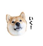 柴犬 こさめ1（個別スタンプ：27）