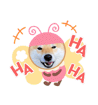 柴犬 こさめ1（個別スタンプ：29）