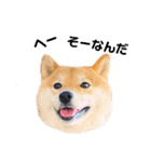 柴犬 こさめ1（個別スタンプ：30）