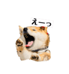 柴犬 こさめ1（個別スタンプ：32）