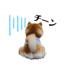 柴犬 こさめ1（個別スタンプ：33）