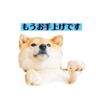 柴犬 こさめ1（個別スタンプ：34）