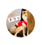 柴犬 こさめ1（個別スタンプ：36）