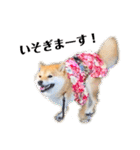 柴犬 こさめ1（個別スタンプ：37）