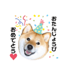 柴犬 こさめ1（個別スタンプ：38）