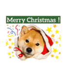 柴犬 こさめ1（個別スタンプ：39）