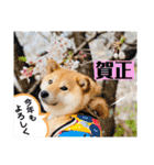 柴犬 こさめ1（個別スタンプ：40）