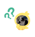 かわいいなぁ愛犬（個別スタンプ：5）