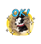 かわいいなぁ愛犬（個別スタンプ：6）