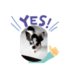 かわいいなぁ愛犬（個別スタンプ：8）