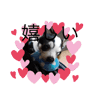 かわいいなぁ愛犬（個別スタンプ：9）