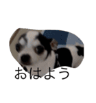 かわいいなぁ愛犬（個別スタンプ：13）