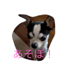 かわいいなぁ愛犬（個別スタンプ：15）