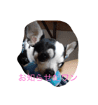かわいいなぁ愛犬（個別スタンプ：17）