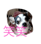 かわいいなぁ愛犬（個別スタンプ：18）