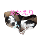 かわいいなぁ愛犬（個別スタンプ：19）