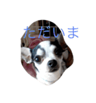 かわいいなぁ愛犬（個別スタンプ：21）