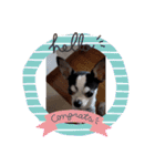 かわいいなぁ愛犬（個別スタンプ：22）