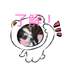 かわいいなぁ愛犬（個別スタンプ：23）