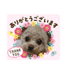 モカちゃん日記その5（個別スタンプ：2）