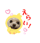 モカちゃん日記その5（個別スタンプ：19）