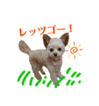 モカちゃん日記その5（個別スタンプ：21）