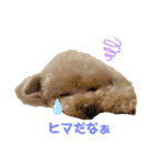 まりもスタンプ✳︎（個別スタンプ：8）