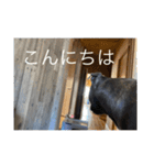 スタッフィースタンプ22（個別スタンプ：30）