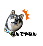 柴犬きいちゃんスタンプ（個別スタンプ：1）