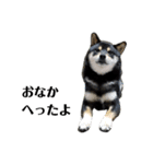 柴犬きいちゃんスタンプ（個別スタンプ：4）