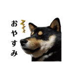 柴犬きいちゃんスタンプ（個別スタンプ：5）