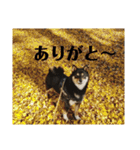 柴犬きいちゃんスタンプ（個別スタンプ：6）